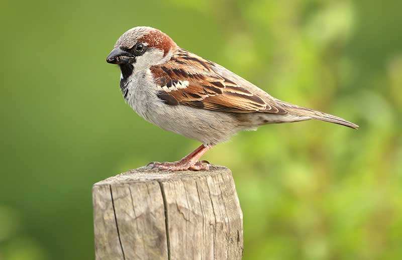 House Sparrow
