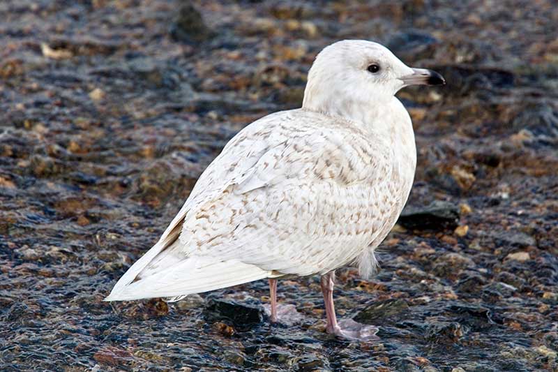 Iceland Gull