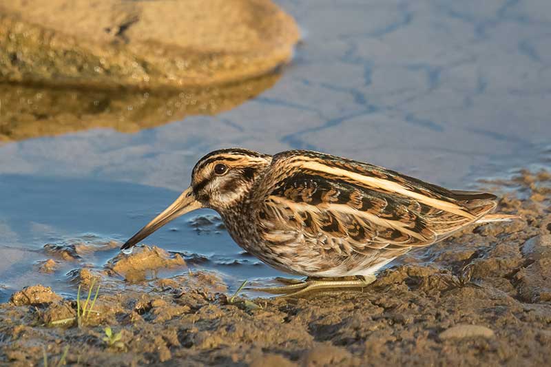 Jack Snipe