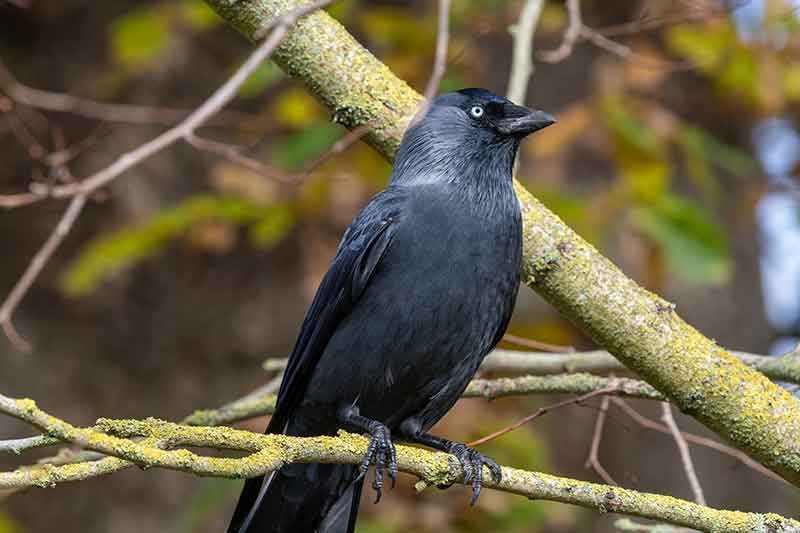 Jackdaw