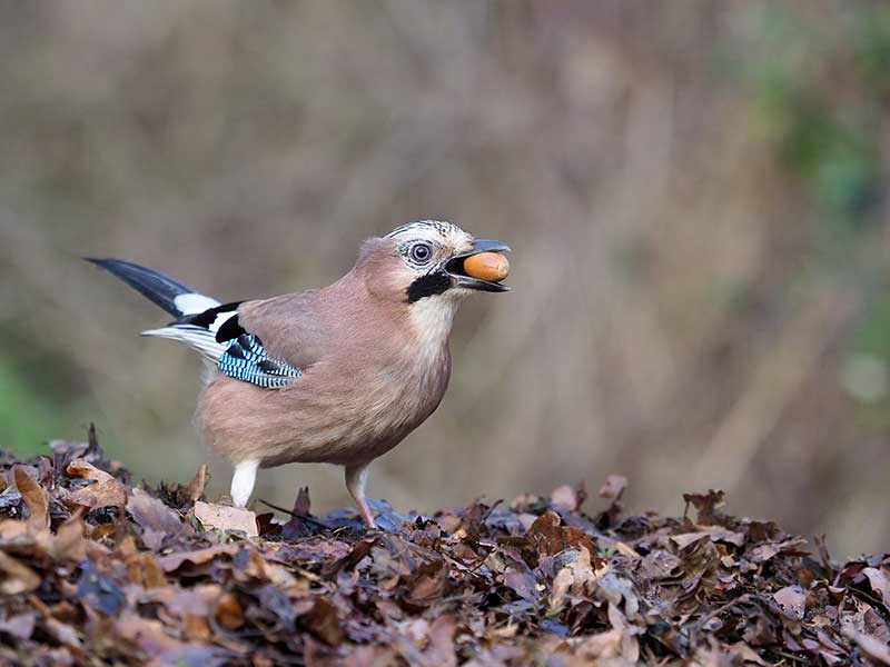 Jay
