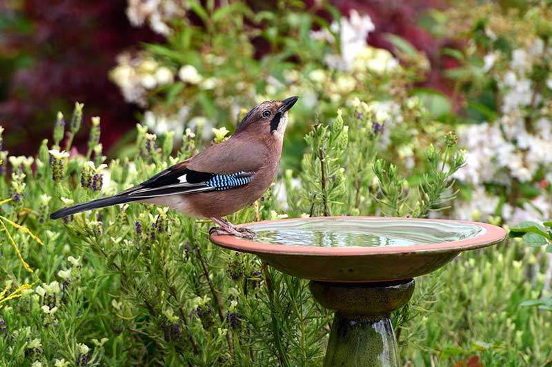 Jay On A Bird Bath