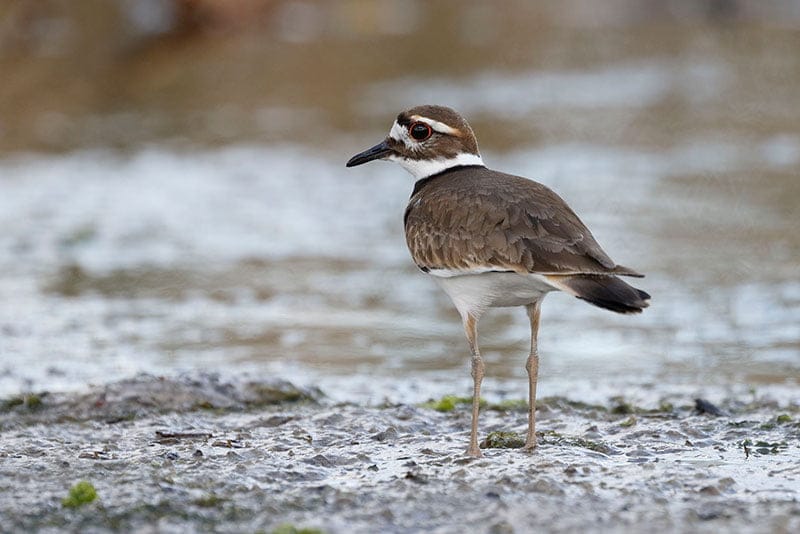 Killdeer