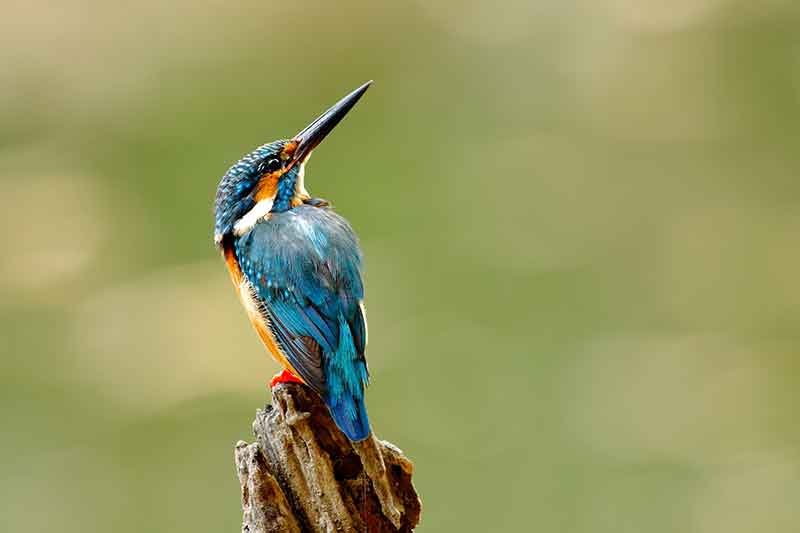Kingfisher