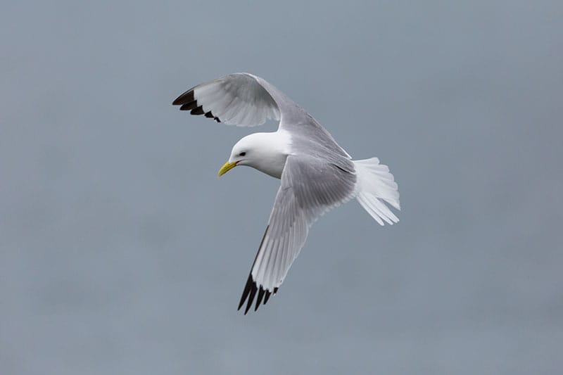 Kittiwake