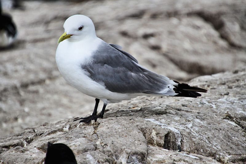 Kittiwake