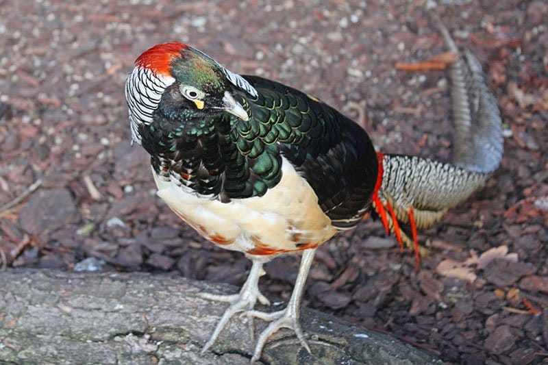 Lady Amherst's Pheasant