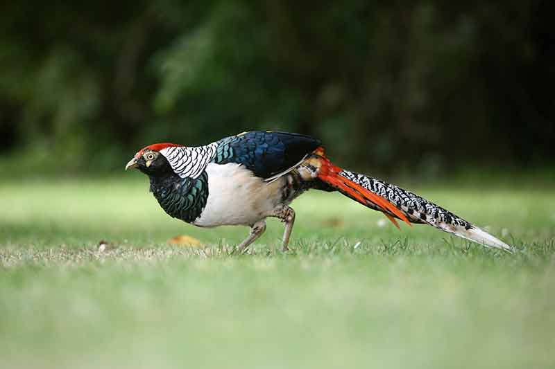 Lady Amherst's Pheasant