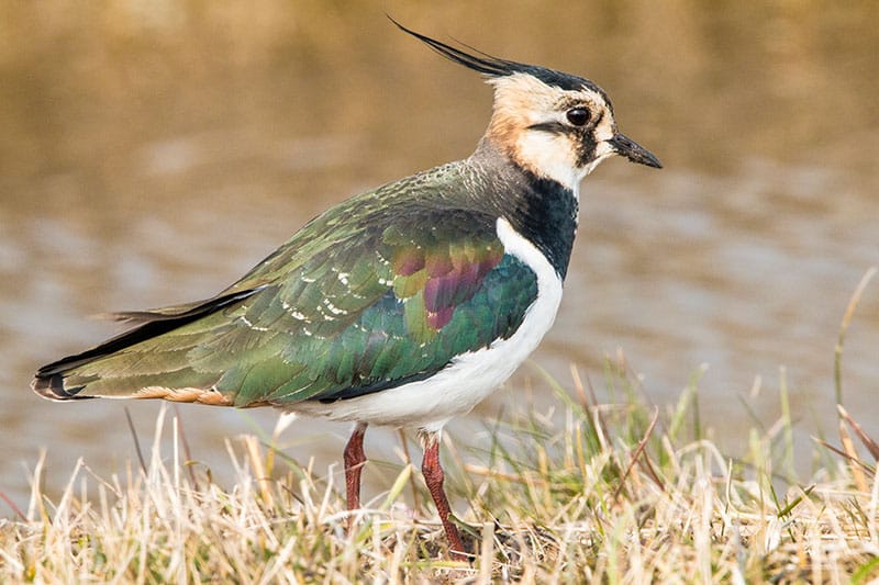 Lapwing