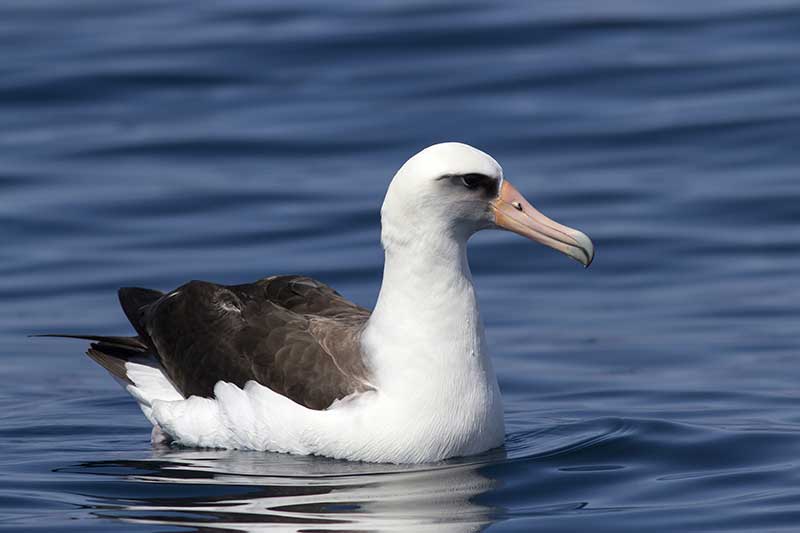 Laysan Albatross