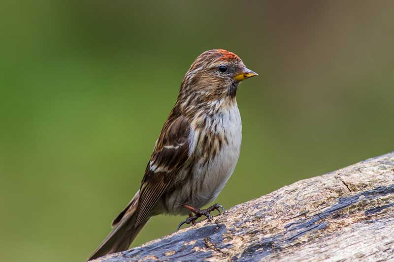 Lesser Redpoll