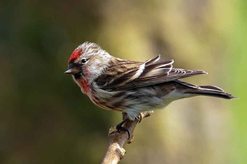 Lesser Redpoll