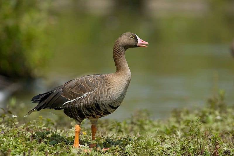 Lesser White-Fronted Goose