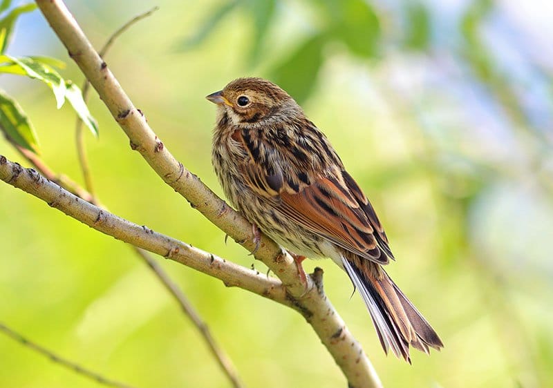 Little Bunting