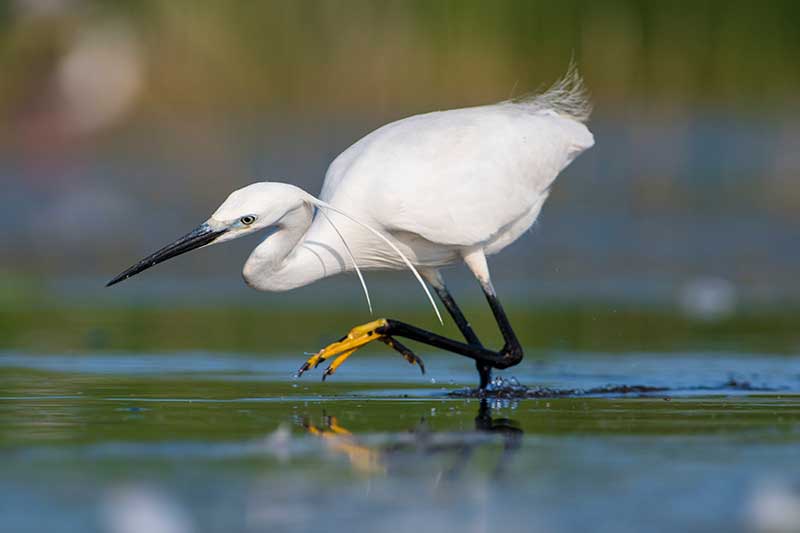 Little Egret