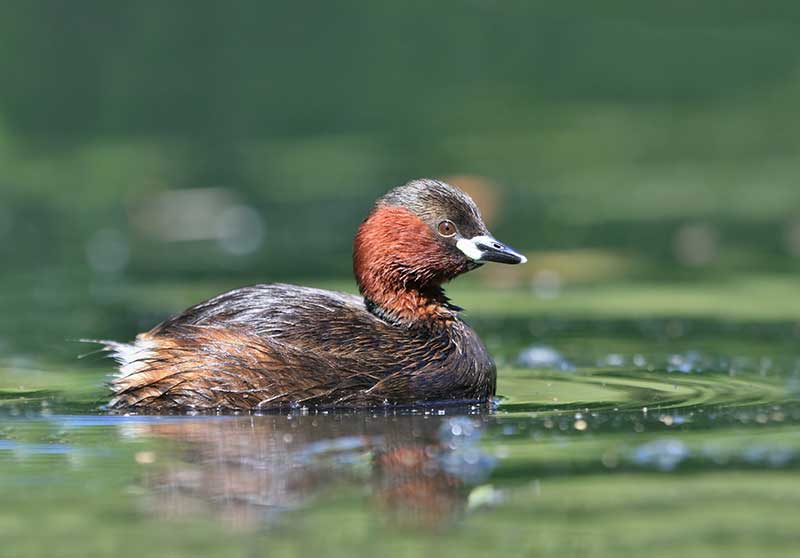Little Grebe