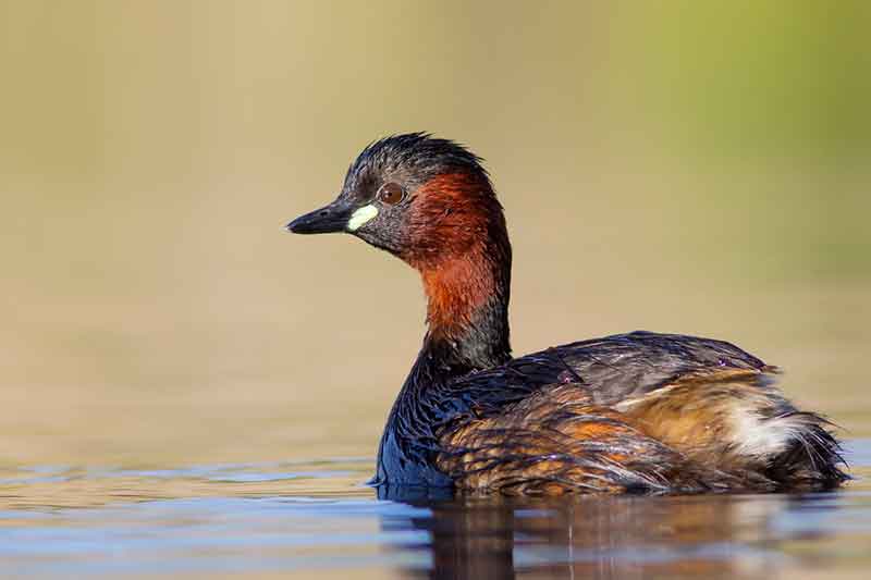 Little Grebe