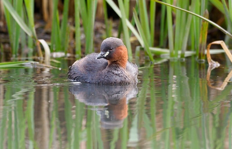 Little Grebe