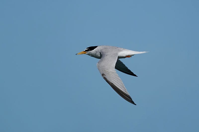 Little Tern