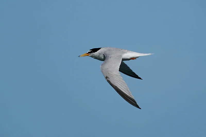 Little Tern | Identification Guide | Bird Spot