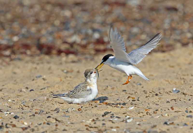 Little Tern