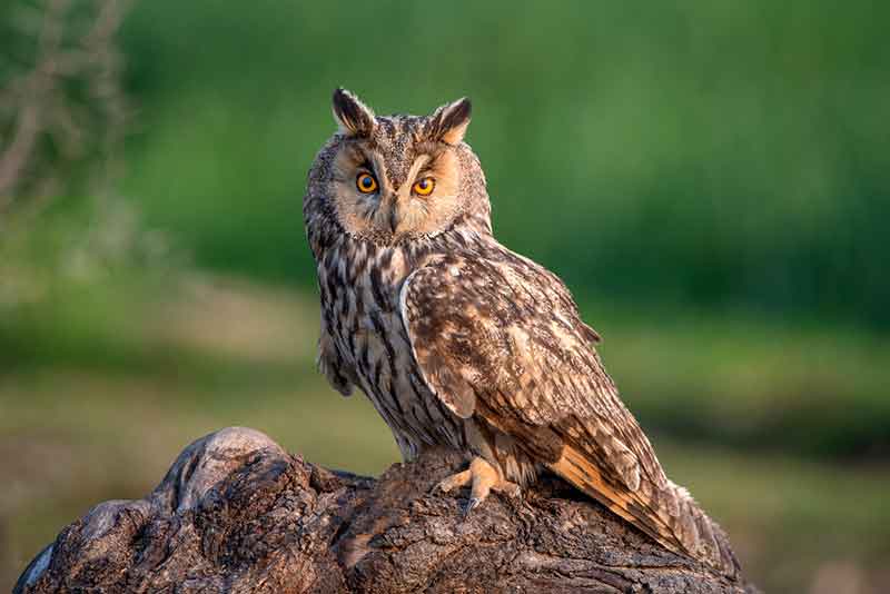 Long-Eared Owl