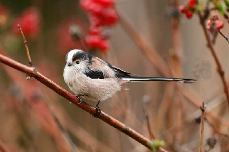 Long-Tailed Tit