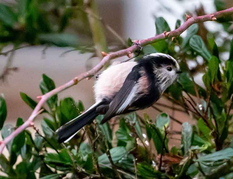 Long-Tailed Tit