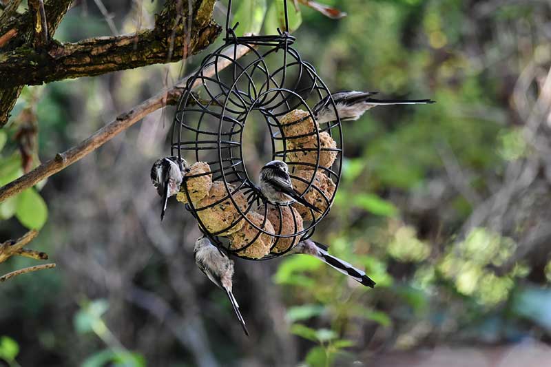 Long-Tailed Tits Eating Fat Balls