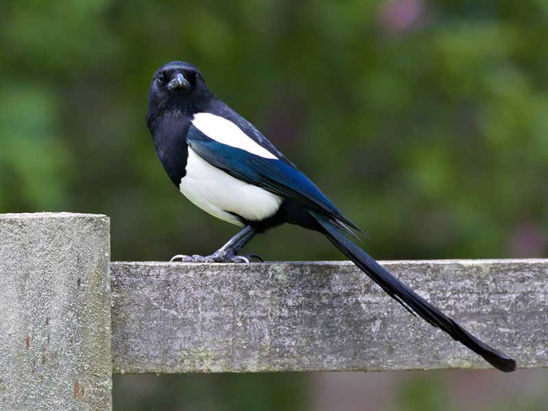 Magpie