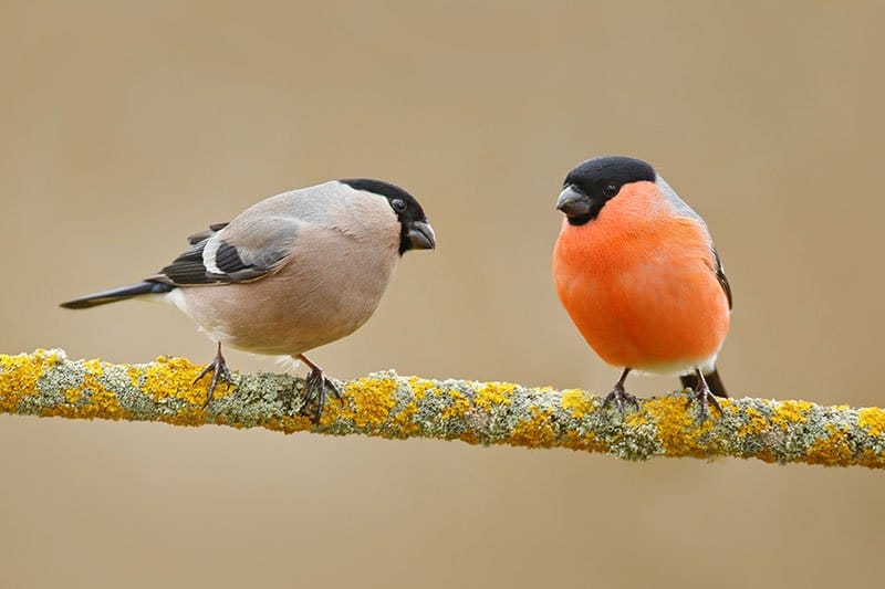 Male And Female Bullfinches