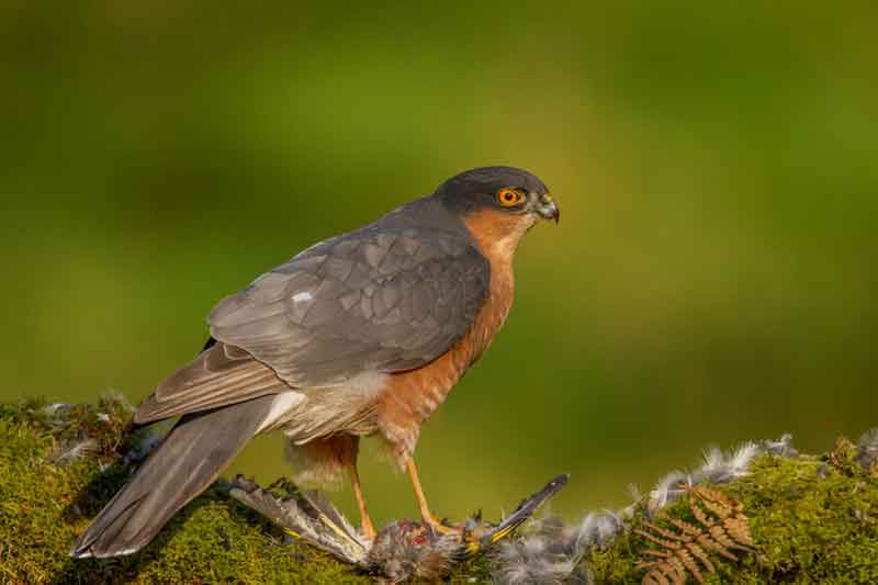 Male Sparrowhawk