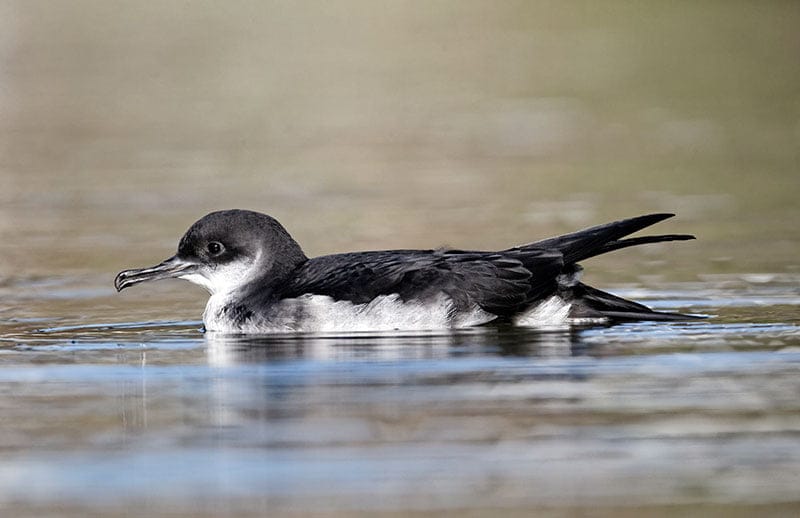 Manx Shearwater