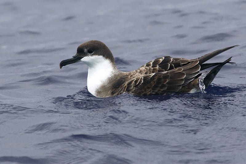 Manx Shearwater