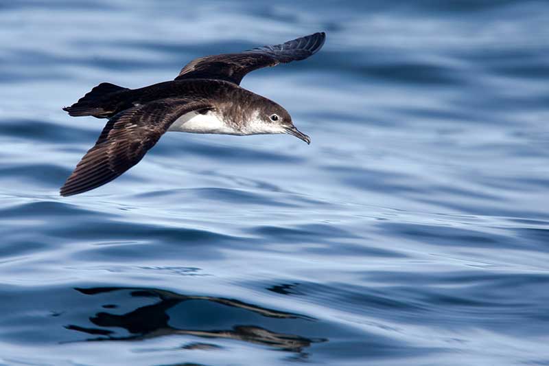Manx Shearwater