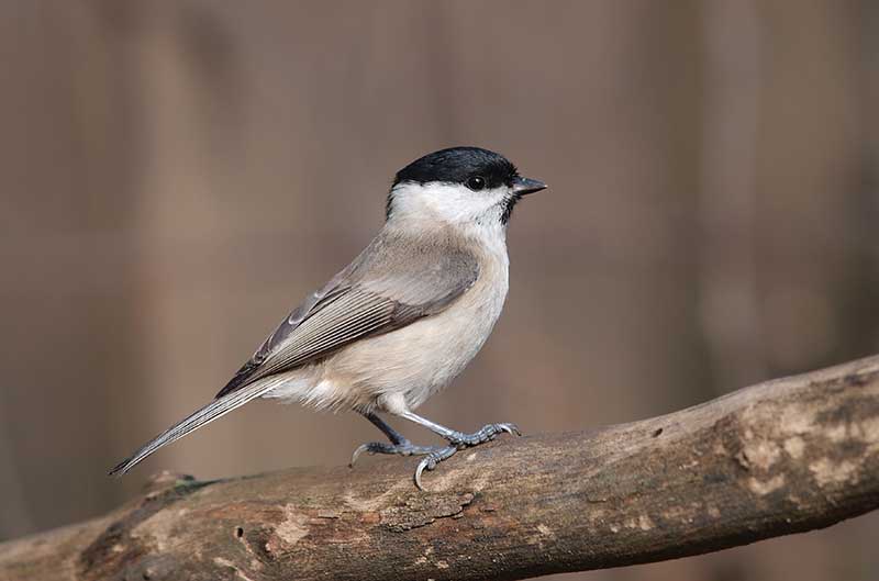 Marsh Tit
