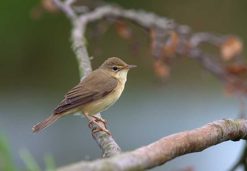 Marsh Warbler