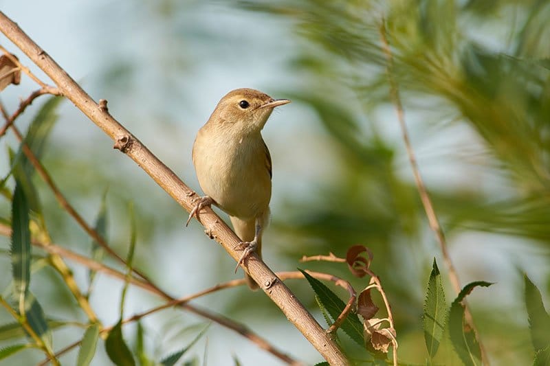 Marsh Warbler