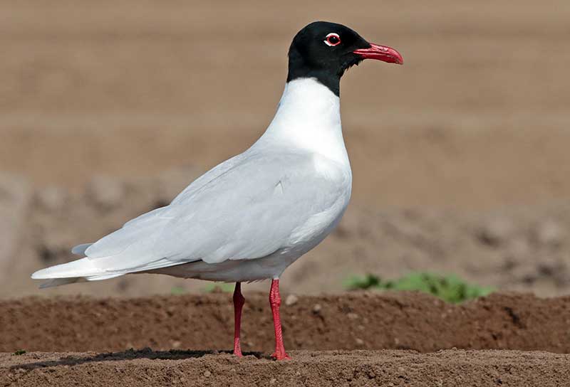 Mediterranean Gull