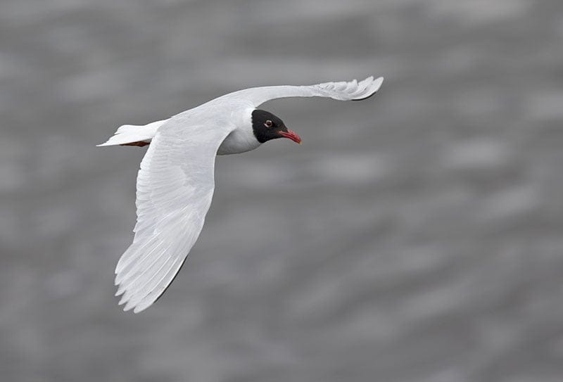 Mediterranean Gull