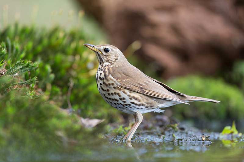 Mistle Thrush