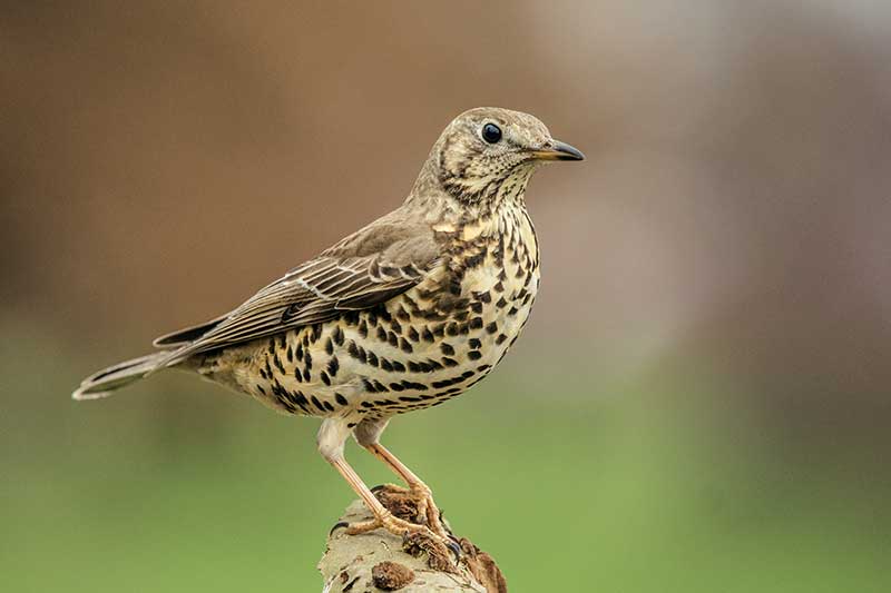 Mistle Thrush