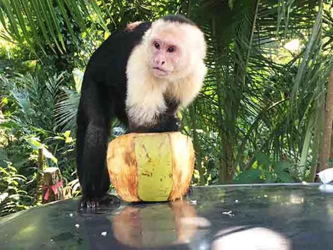 White-faced Capuchin