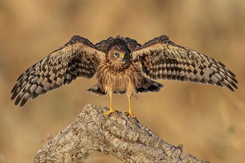 Montagu's Harrier