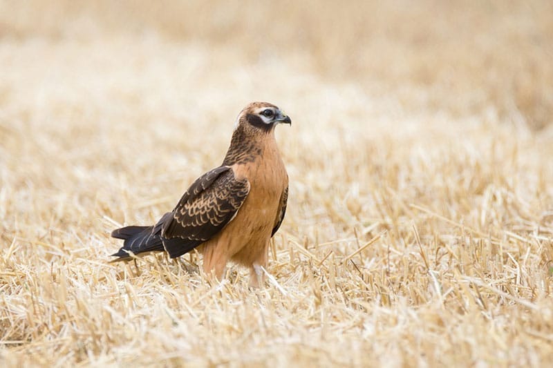 Montagu's Harrier