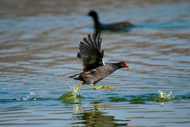 Moorhen