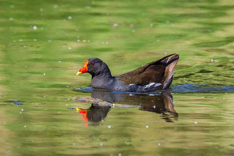 Moorhen