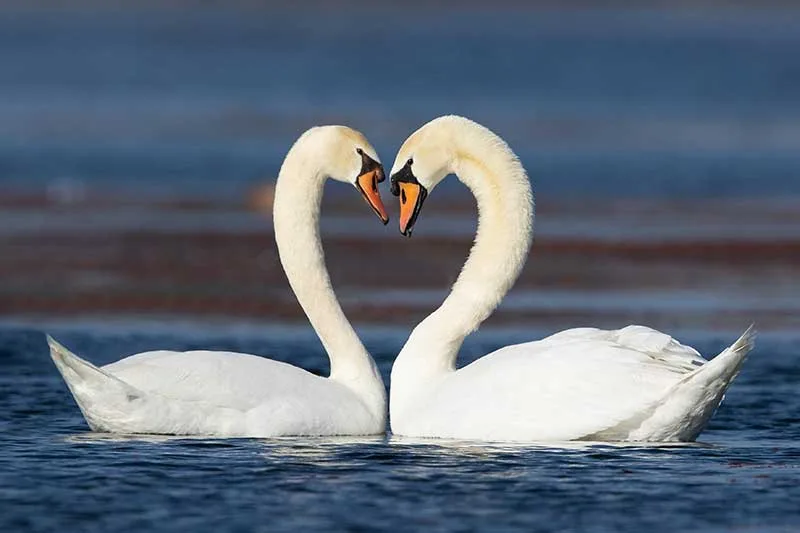 Pair Of Mute Swans