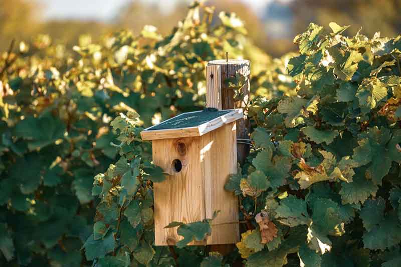 Nest Box Concealed In Ivy