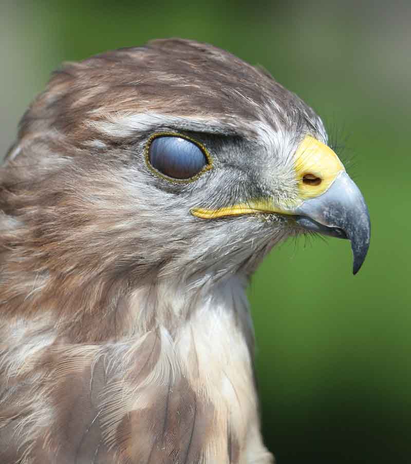 Nictitating Membrane